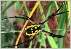 Garden Spider | type of garden spiderspecies | a garden spider variety