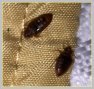 bedbugs under mattress, bed bugs, bedbugs, picture of bedbugs, photos of bed bugs