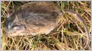 field mouse, field mouse, deer mouse, white-footed mouse, long-tail field mouse, prairie white-footed mouse