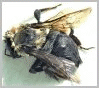 Bumble Bees | Bumble Bees look like | Bumble bees in Northeast Wisconsin
