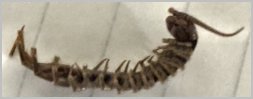 centipede | brown centipede | centipedes look like | centipedes in Northeast Wisconsin