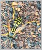 Paper Wasp, paper wasp picture photo